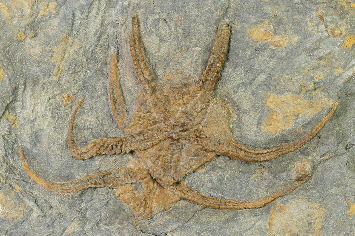 Two Ordovician Brittle Stars (Ophiura) - Morocco #154152